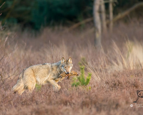 Wolfsrudel erbeutet Wildschwein-Frischlinge