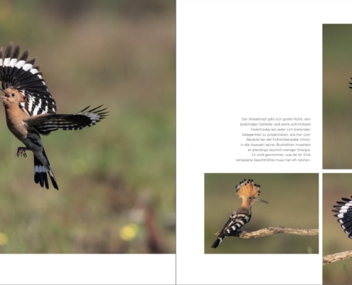 NATUR und Kanonendonner Buch NATUR und Kanonendonner